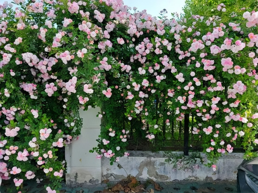 2c5e899cf6628c3f2b98a2532419c5c